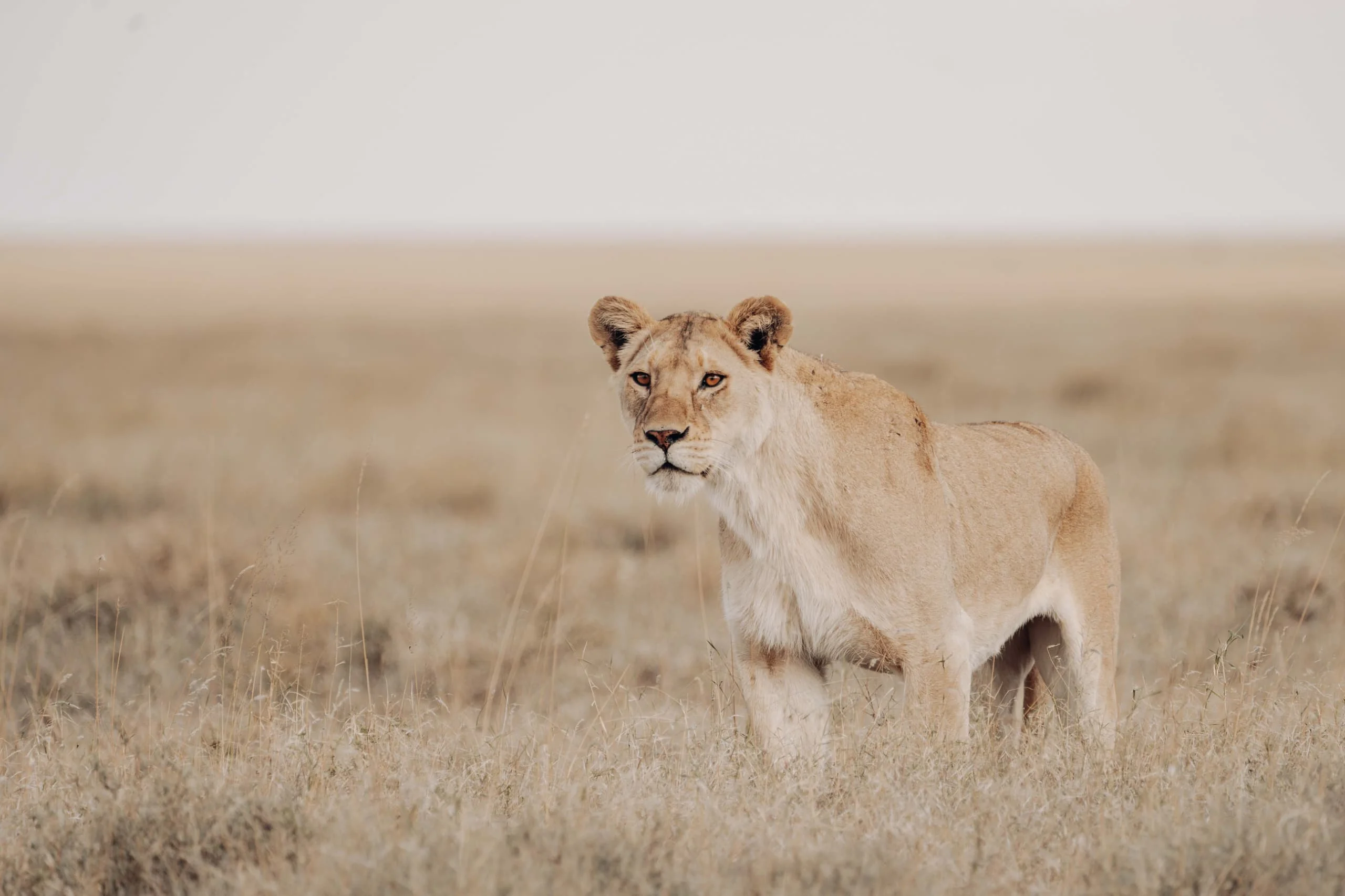 3-Day Private Serengeti Fly-In & Fly-Out Safari from Zanzibar