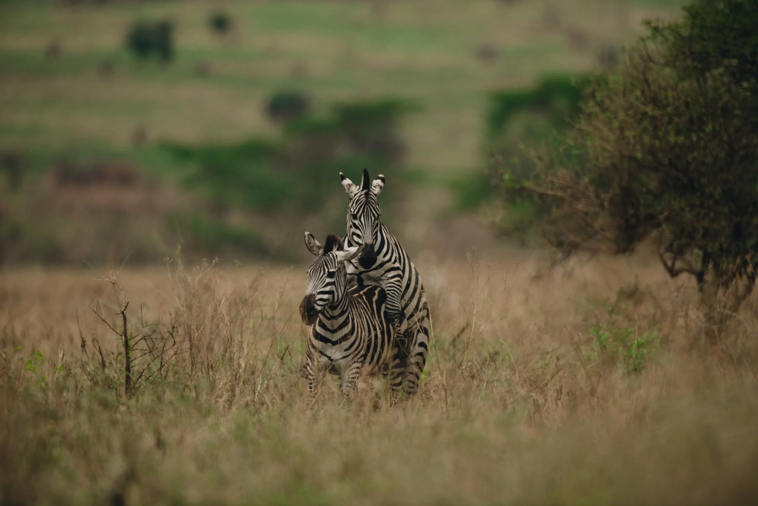 3-Day Private Serengeti Fly-In & Fly-Out Safari from Zanzibar