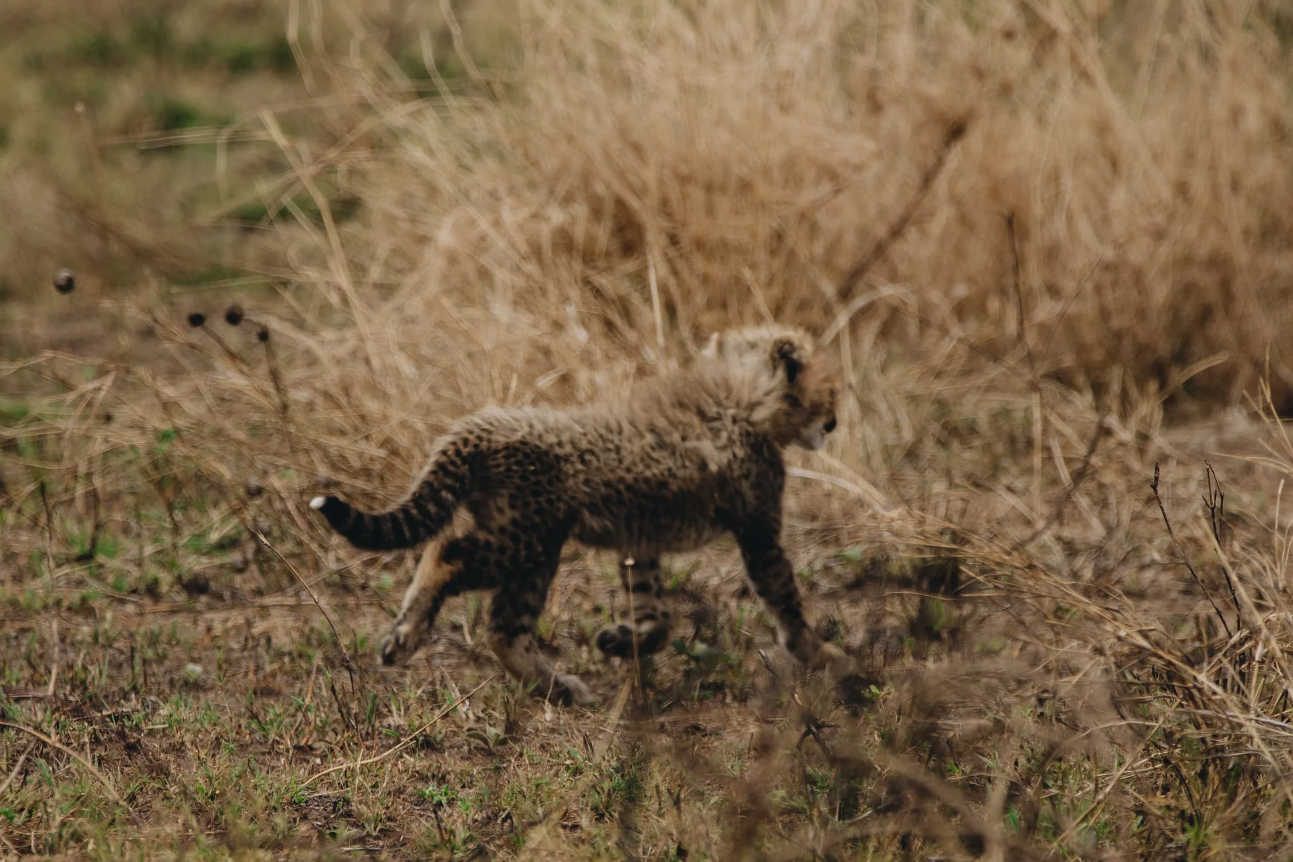 3-Day Private Serengeti Fly-In & Fly-Out Safari from Zanzibar