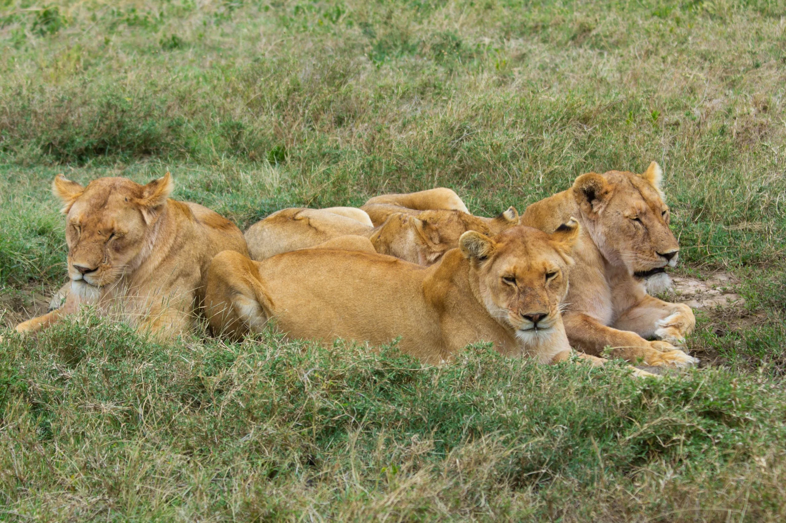 4-Day Private Camping Safari in Serengeti & Ngorongoro