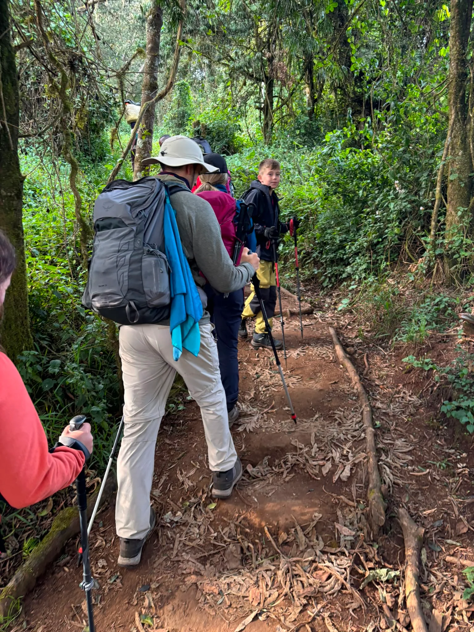 Hikers hike through green rainforest on Mount Kilimanjaro's Lemosho Route, following a narrow forest trail in Tanzania today.