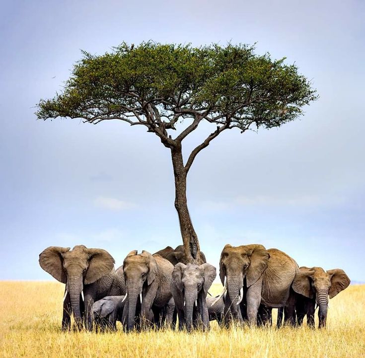 4-Day Ultimate Private Camping Experience in Serengeti & Ngorongoro
