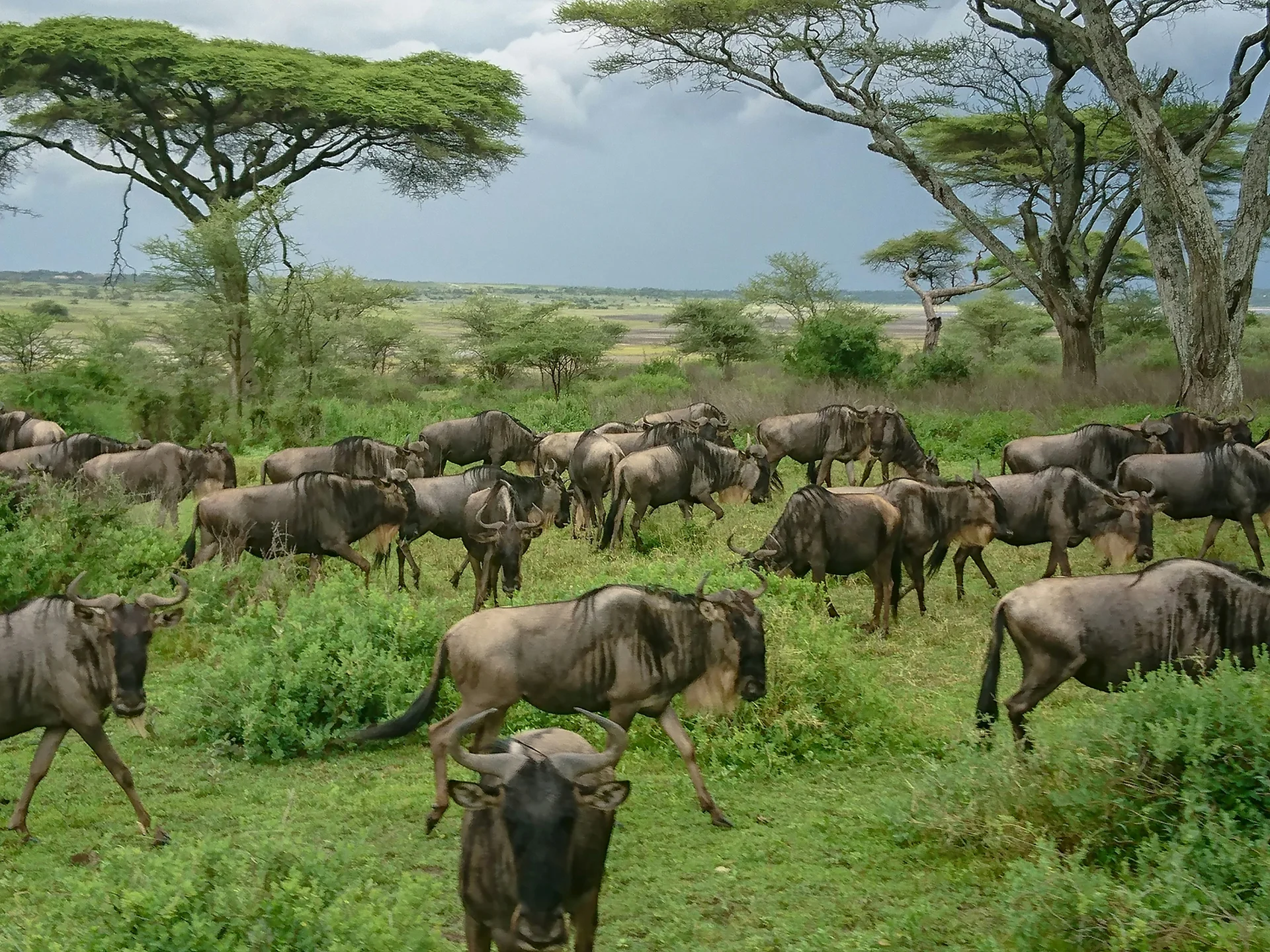 5-Day Private Ndutu Calving Season Safari – photo 4