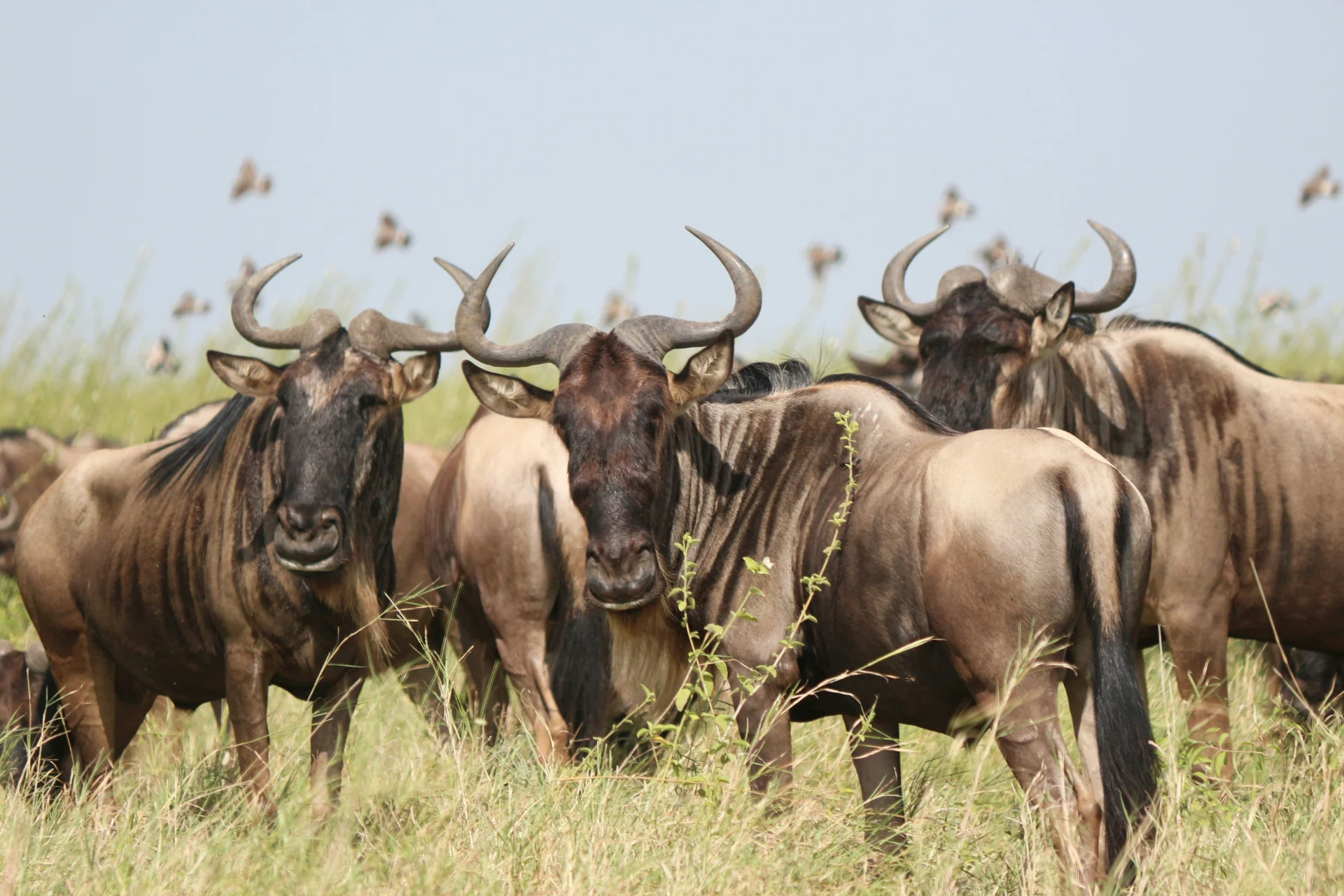 5-Day Private Ndutu Calving Season Safari – photo 9