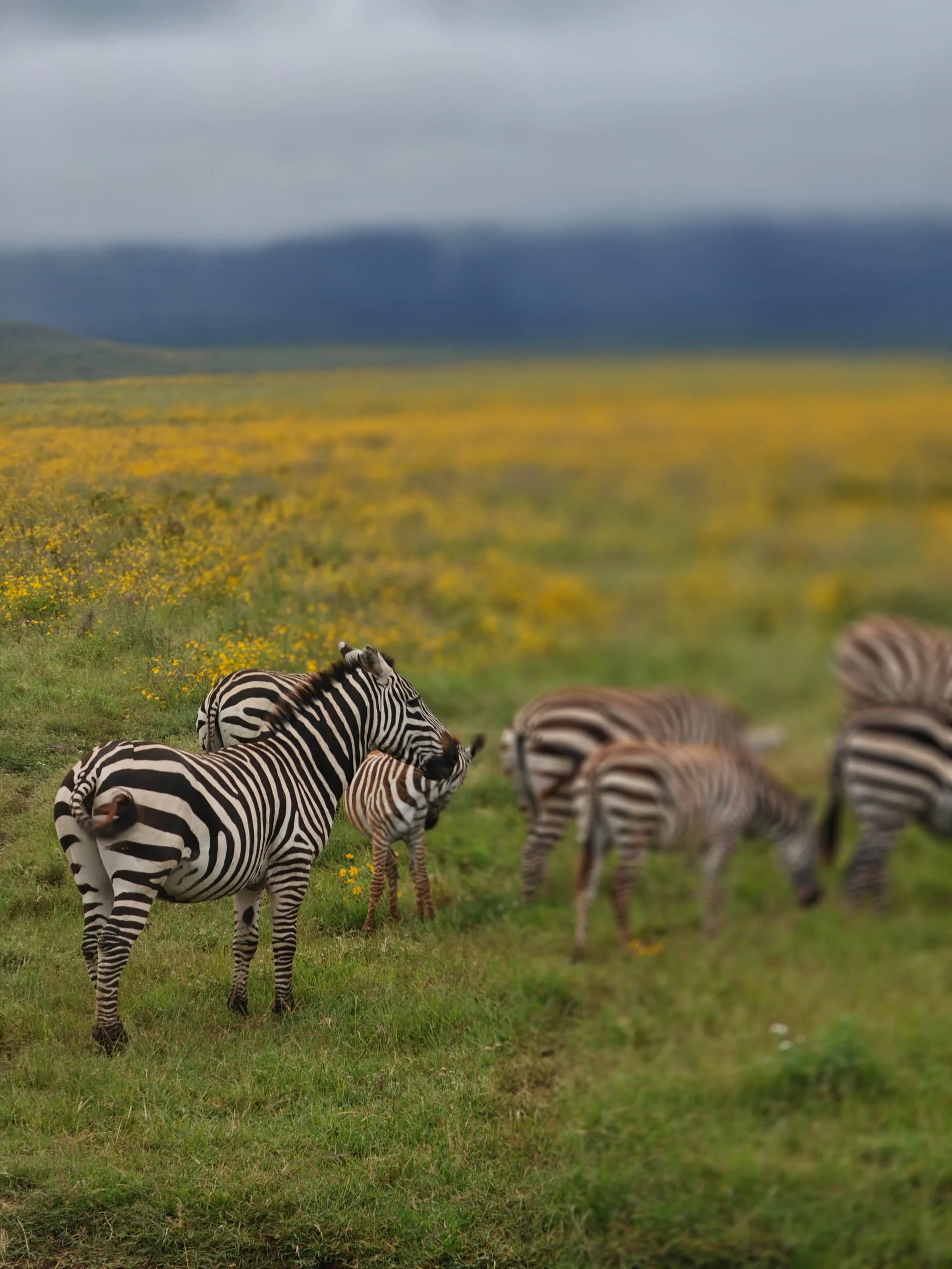7-Day Private Tanzania Camping Safari: Tarangire, Serengeti & Ngorongoro