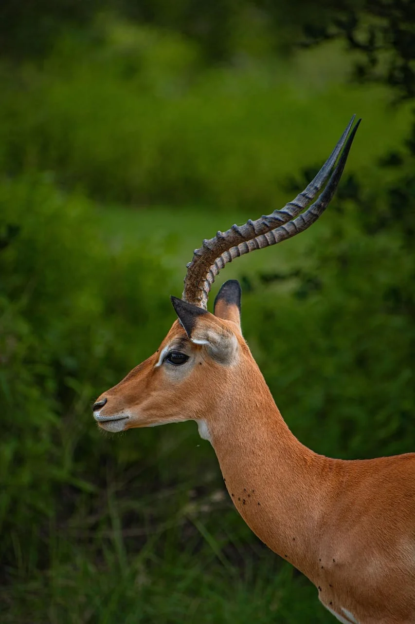 A female waterbuck pausing alertly in the bush during a morning drive.