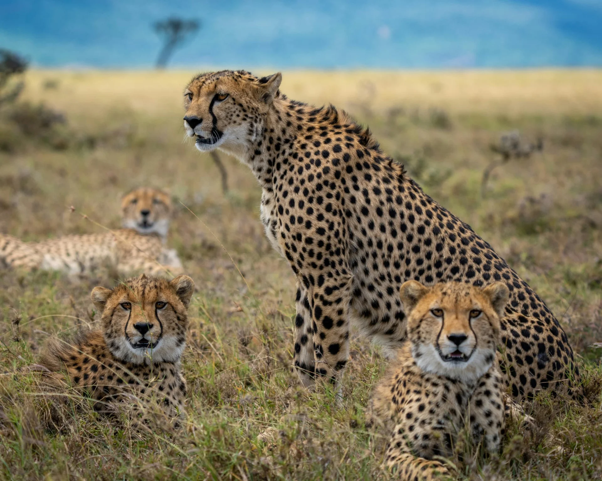 5-Day Private Ndutu Calving Season Safari