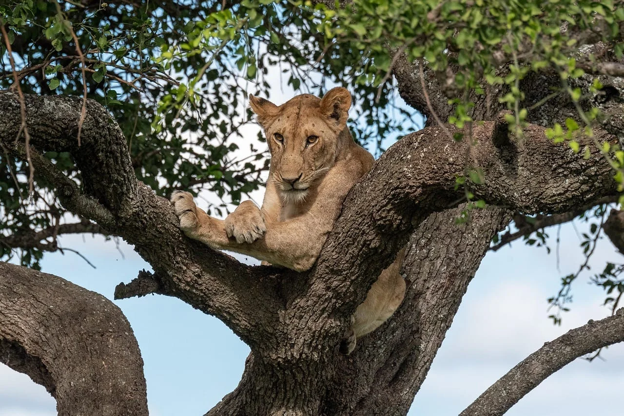 3-Day Private Serengeti Fly-In & Fly-Out Safari from Zanzibar