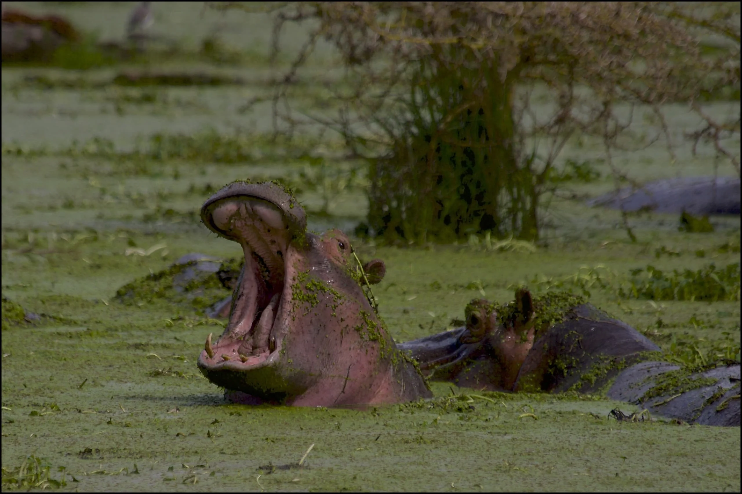 4-Day Private Camping Safari in Serengeti & Ngorongoro