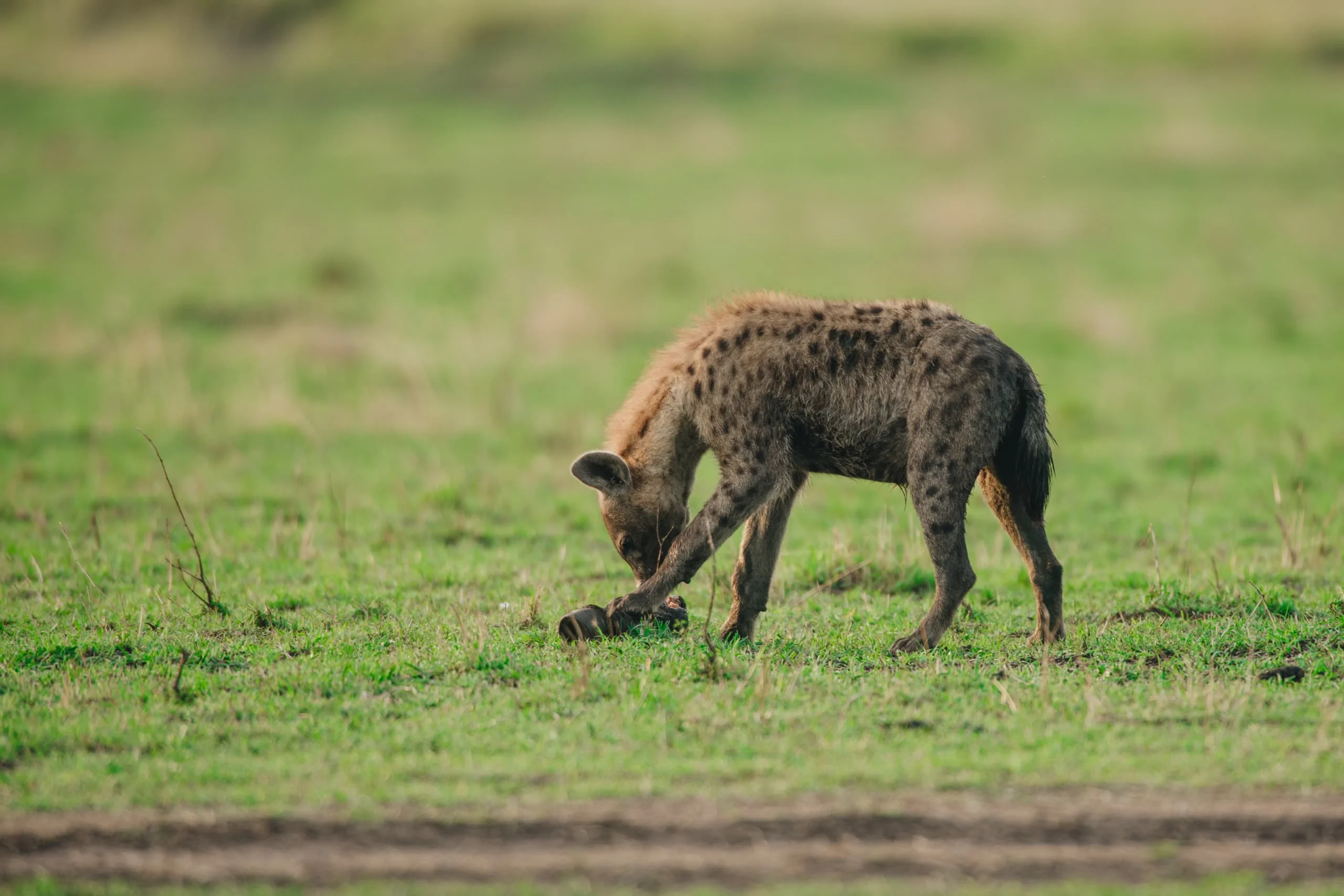 3-Day Private Serengeti Fly-In & Fly-Out Safari from Zanzibar