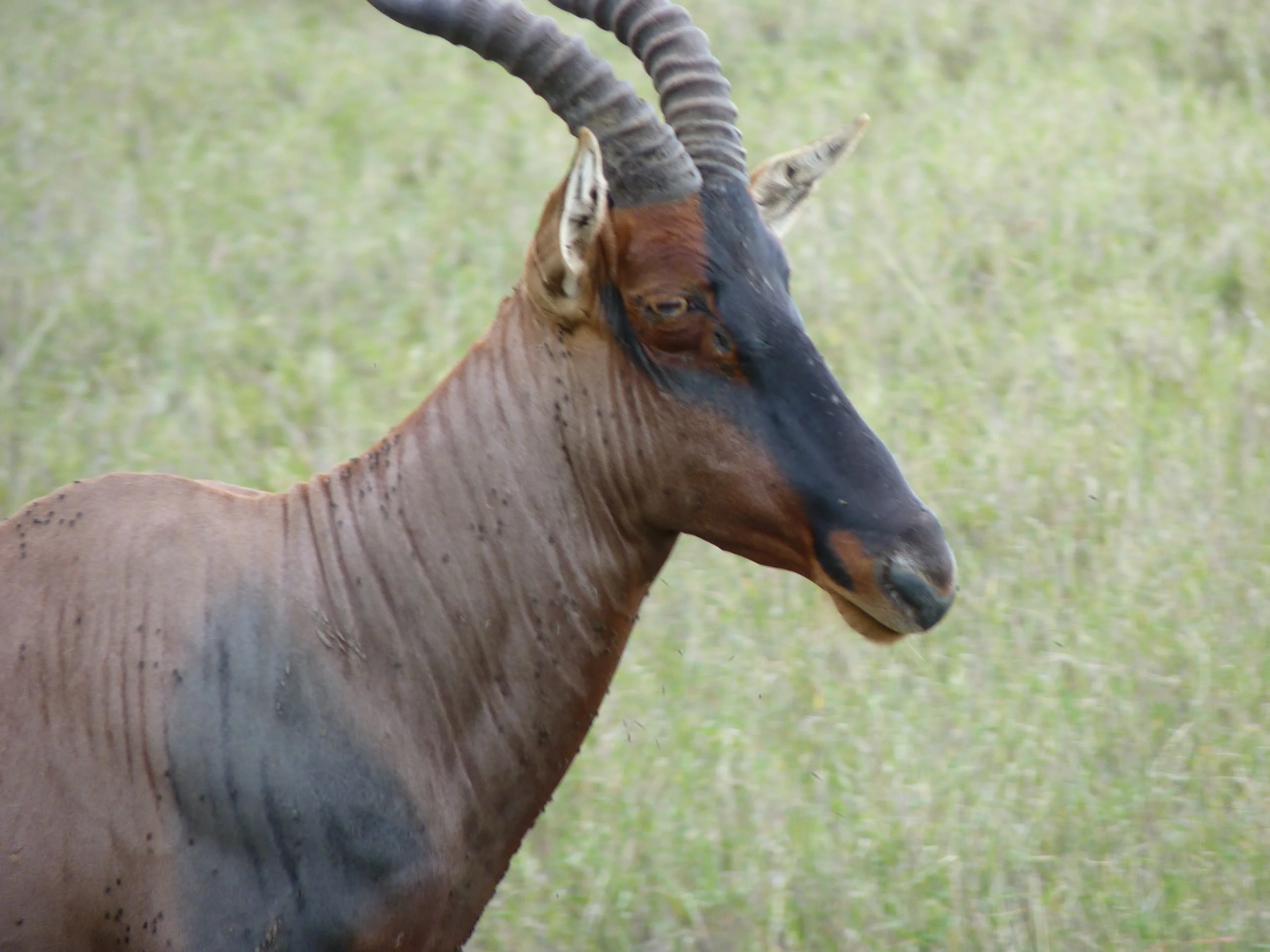 7-Day Private Tanzania Camping Safari: Tarangire, Serengeti & Ngorongoro