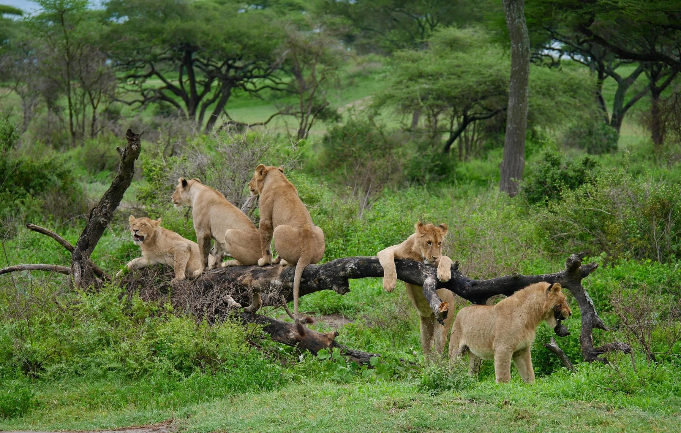 5-Day Private Tanzania Camping Safari: Tarangire, Serengeti & Ngorongoro