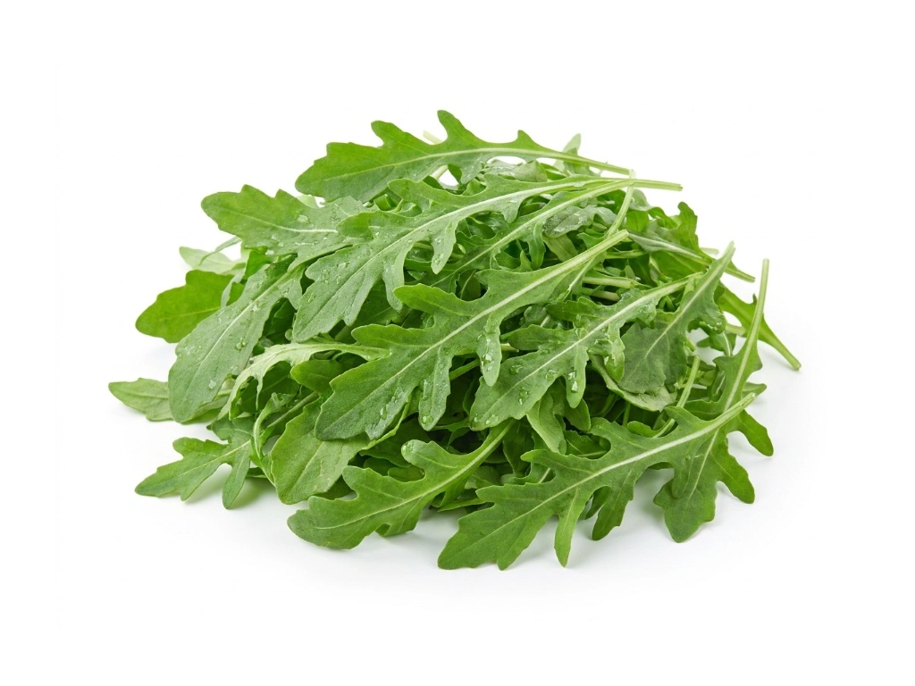 Rukola