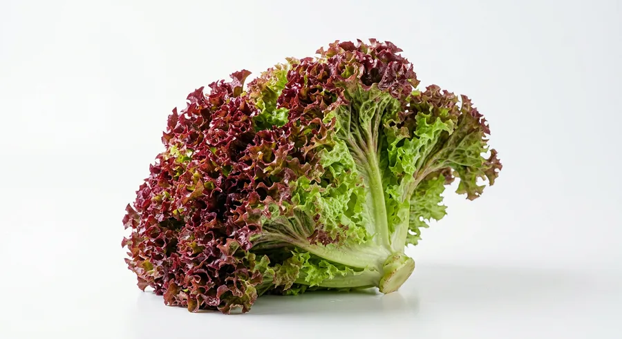 Sałata lollo rosso