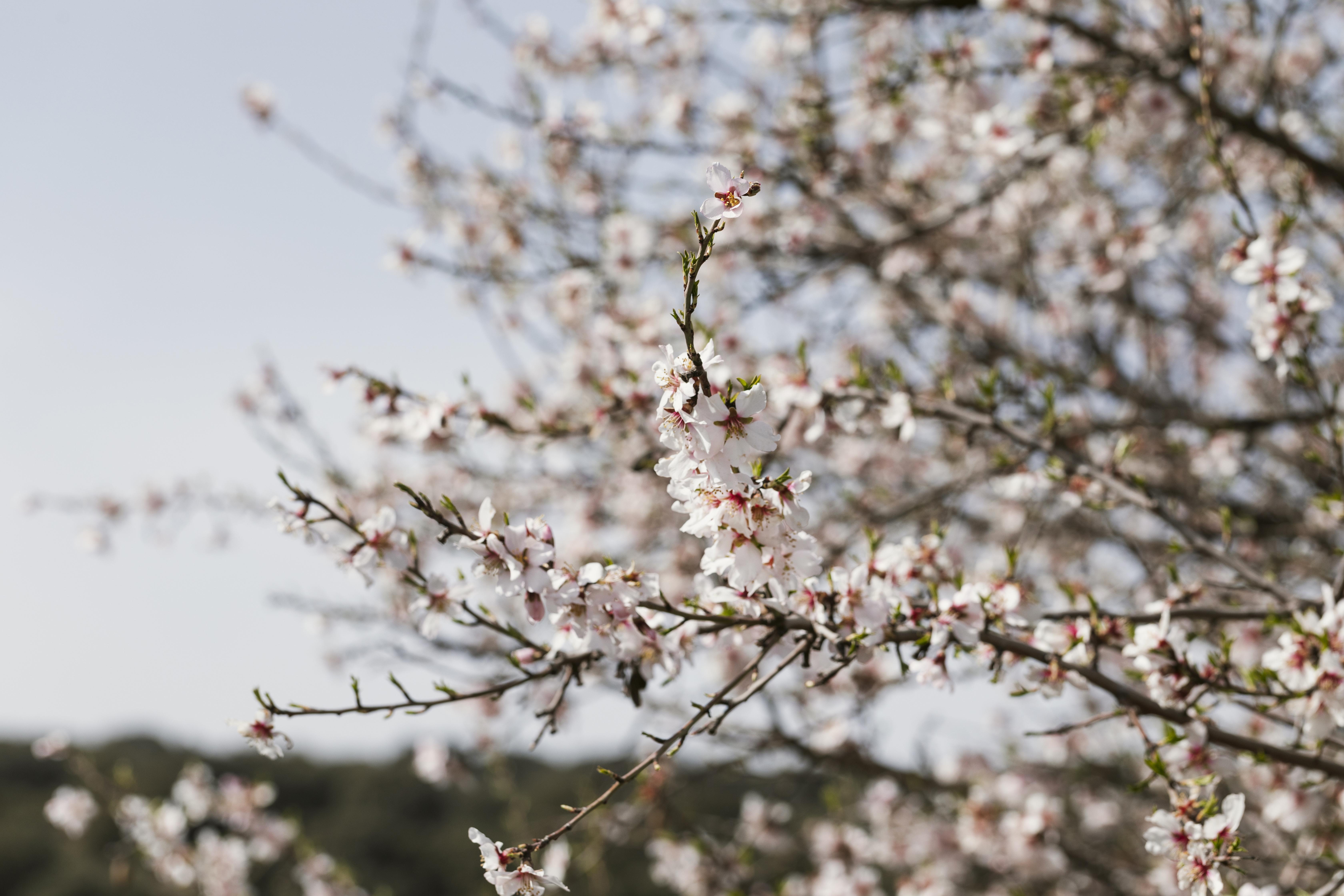 Mallorca's Winter Miracle: The Enchanting Almond Blossom