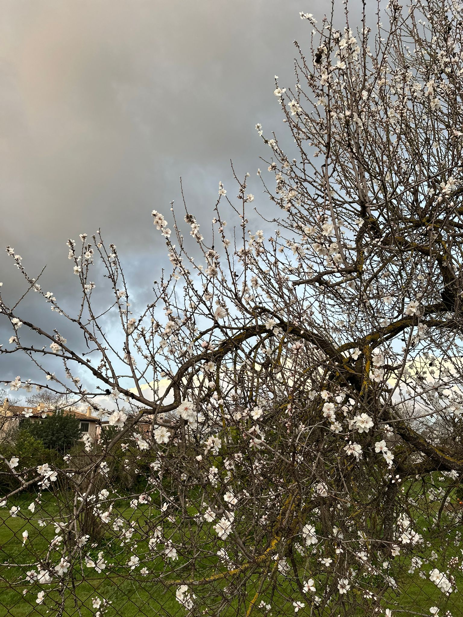 After the Storm Comes the Bloom: Almond Blossom Season in Mallorca