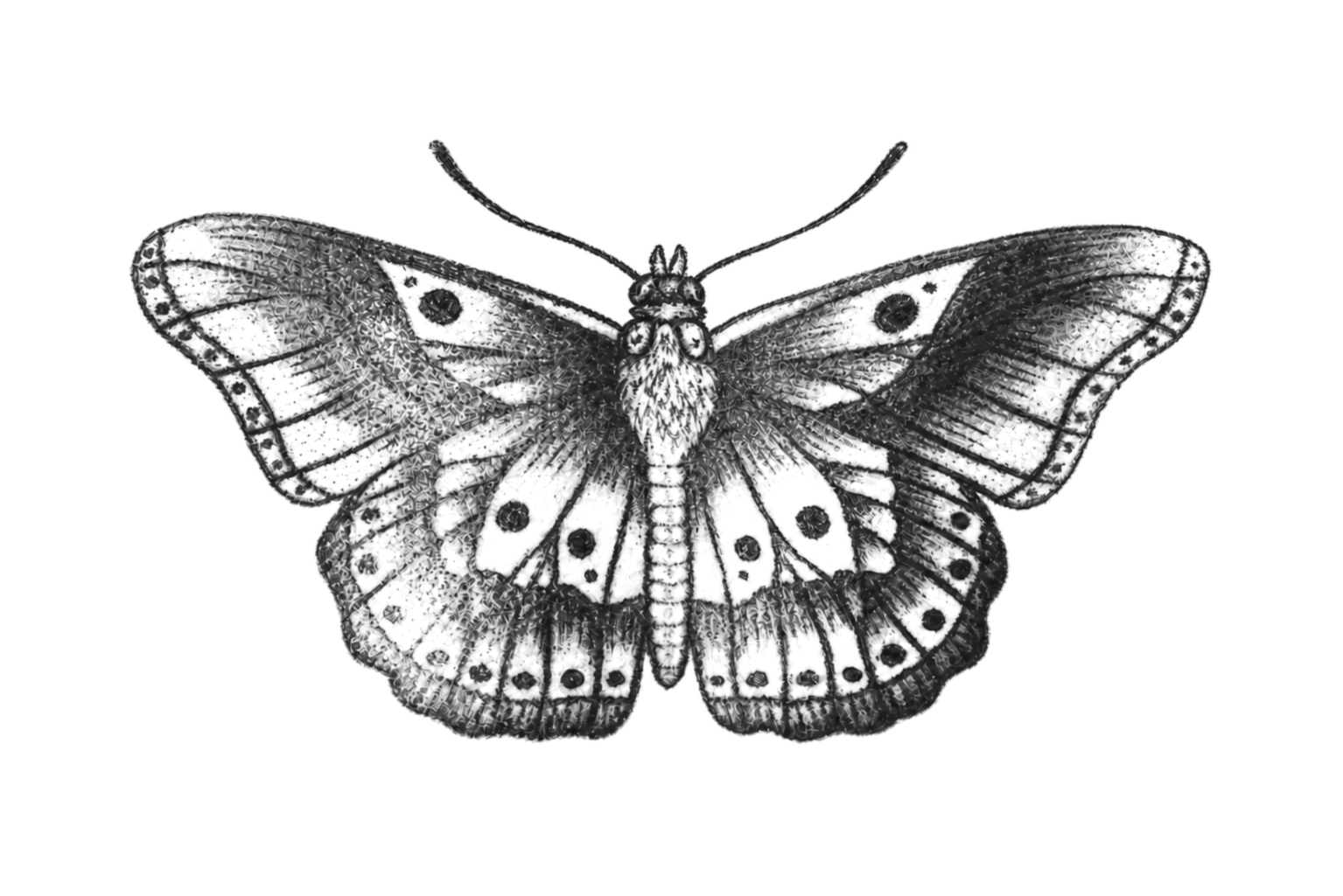 Tattoo-only artwork for Black-and-grey butterfly sternum tattoo
