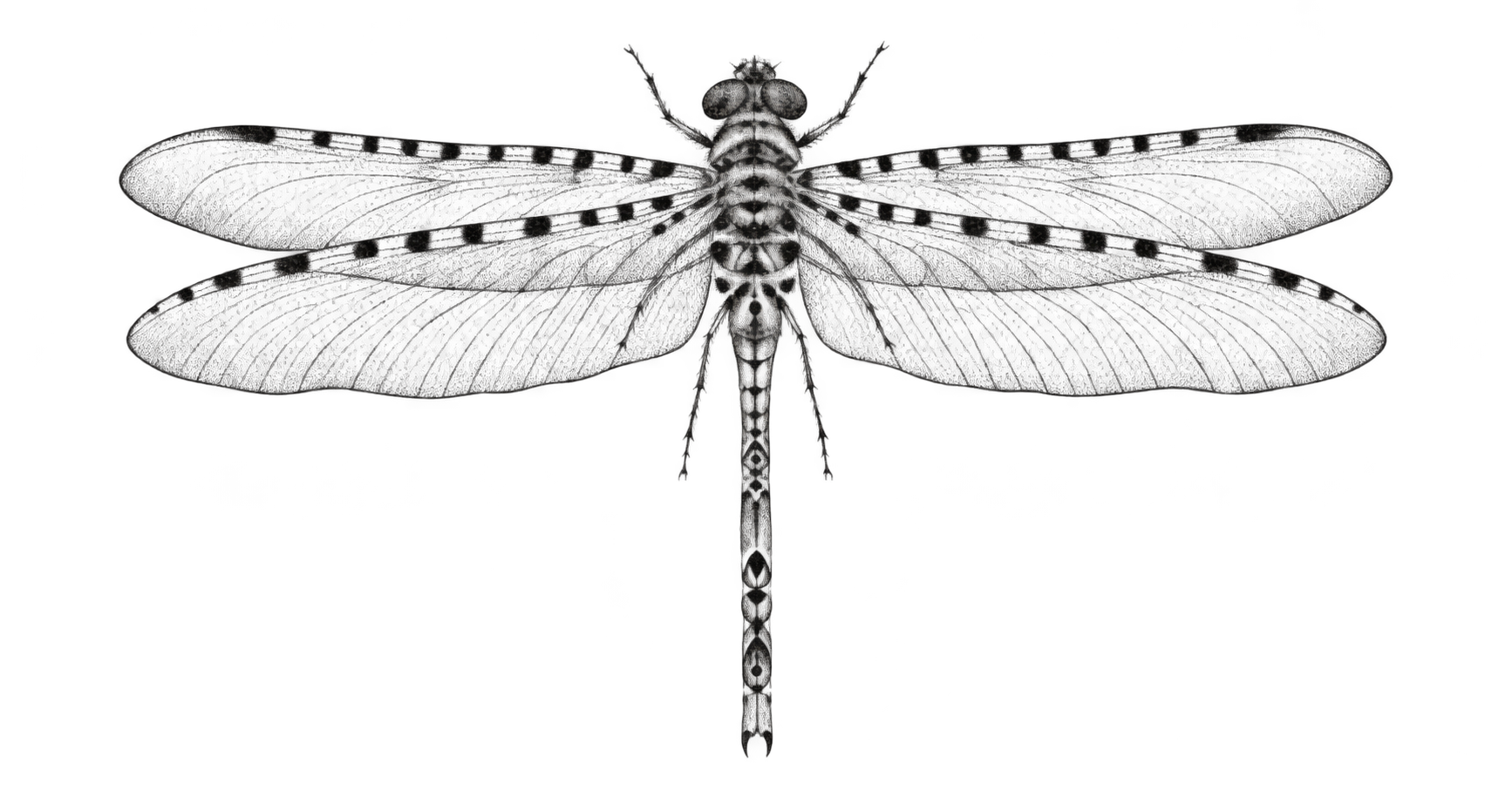 Tattoo-only artwork for Single-needle dragonfly shoulder tattoo