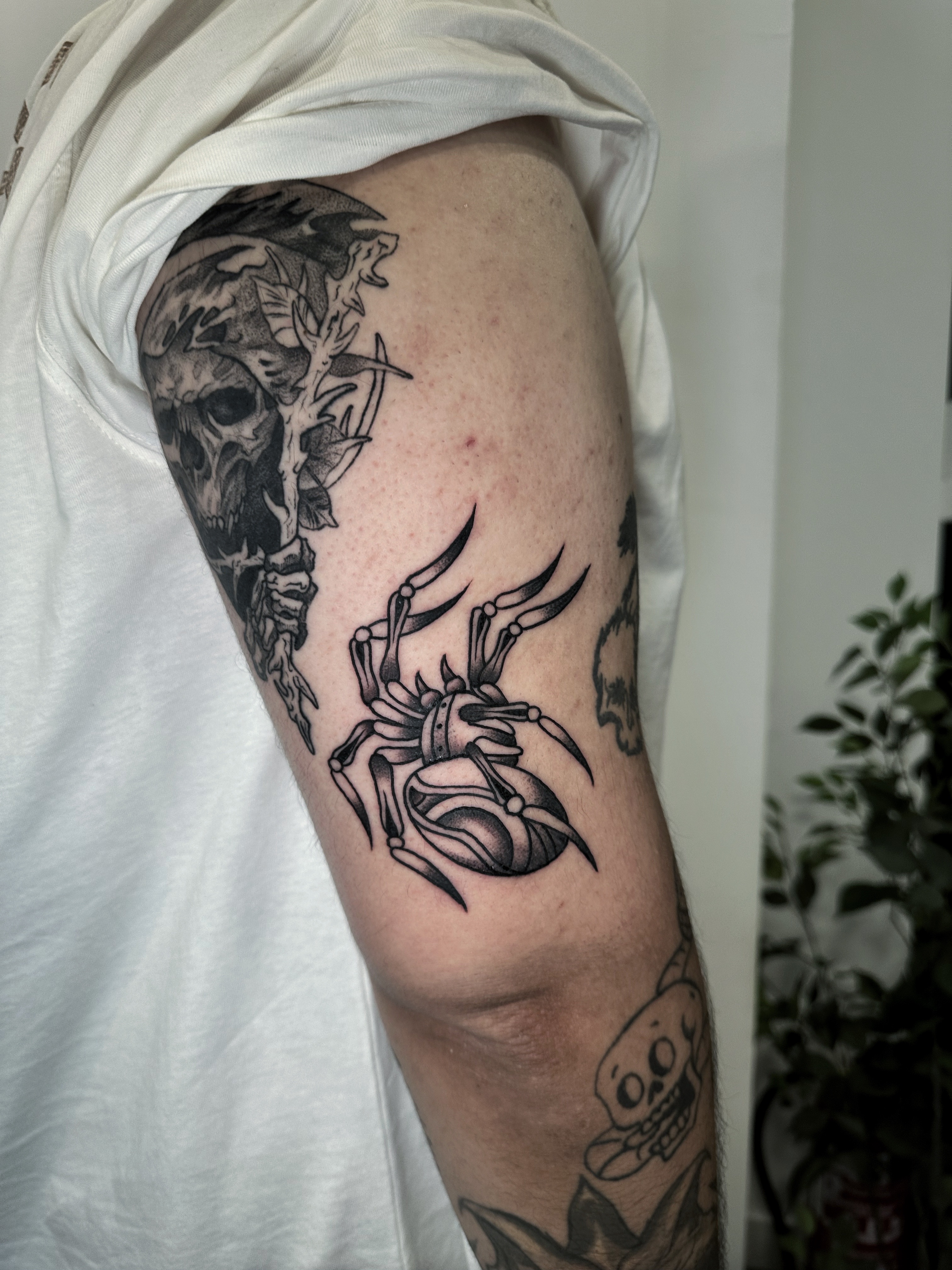 Angel Falcon narciso 2