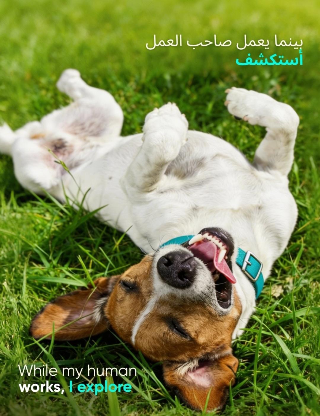 The Secret to a Happy Dog? A Tasker Who Actually Knows Dogs 3