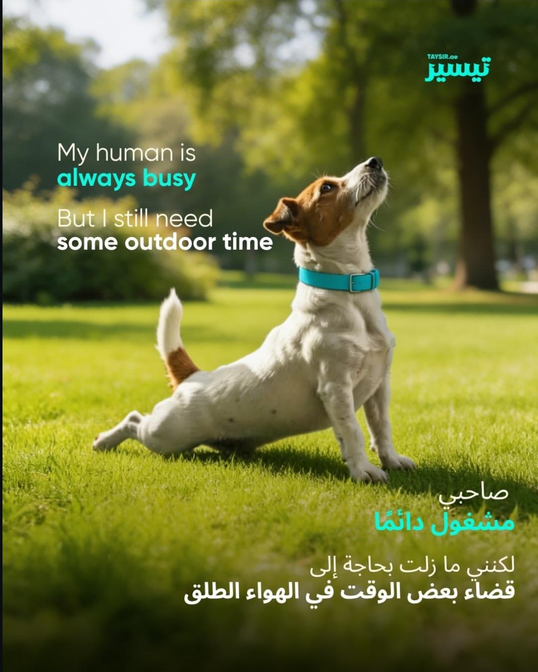 The Secret to a Happy Dog? A Tasker Who Actually Knows Dogs 4