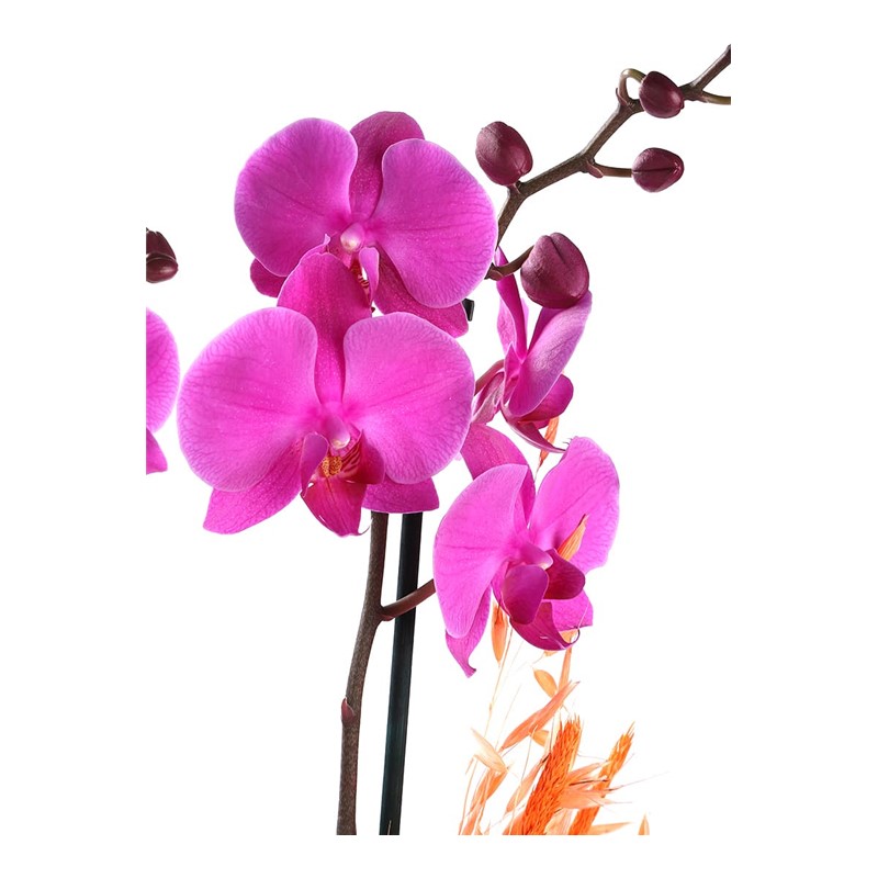 Lolita Double Çift Dallı Mor Orkide