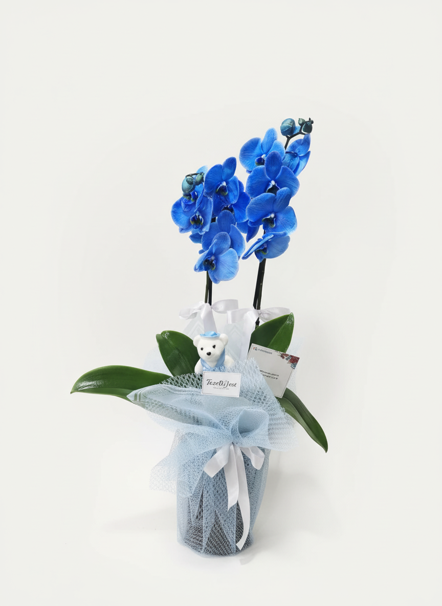 Dekoratif Saksıda 2 Dallı Mavi Orkide