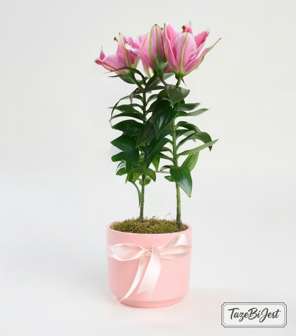 Pembe Beton Saksıda Pembe Lilyum