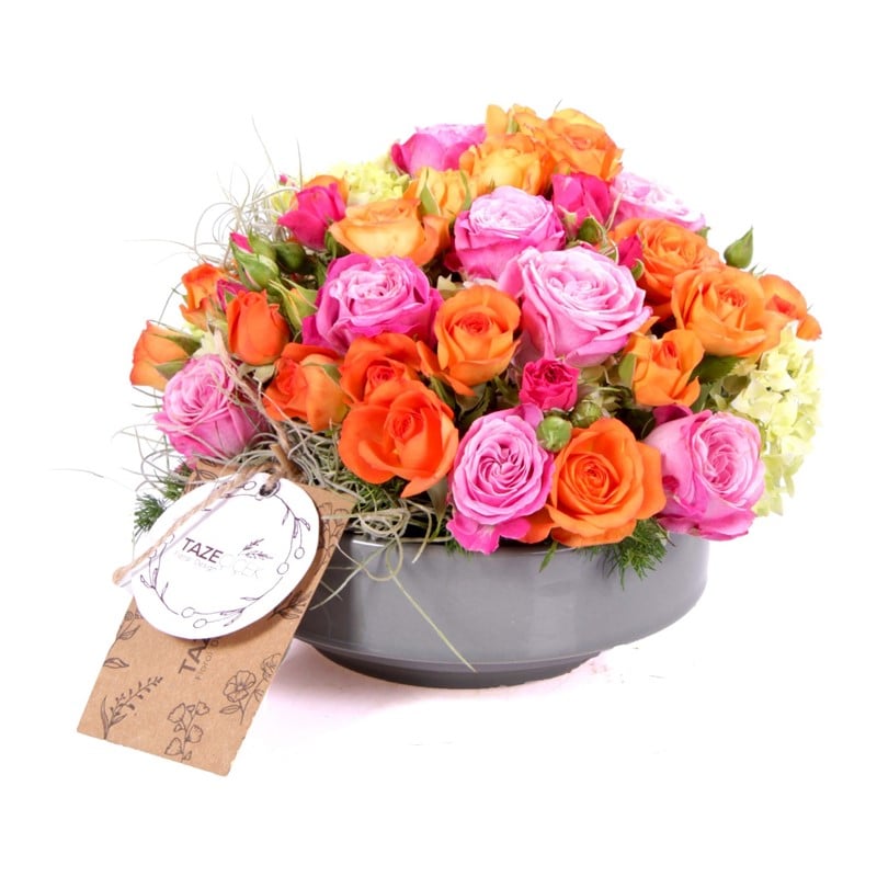 Rose Radiance Renkli Güller