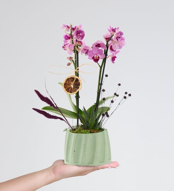 Turkuaz Saksıda Mini Mor Orkide ve Haworthia