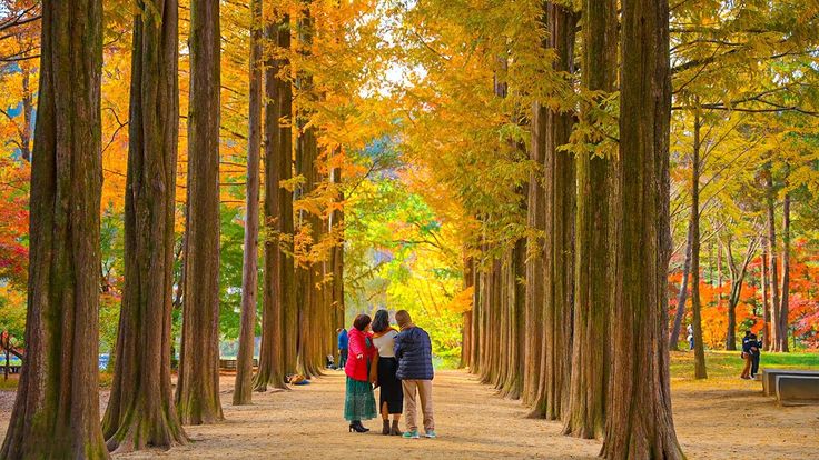 Mengapa Nami Island Wajib Dikunjungi Ketika Ke Korea?