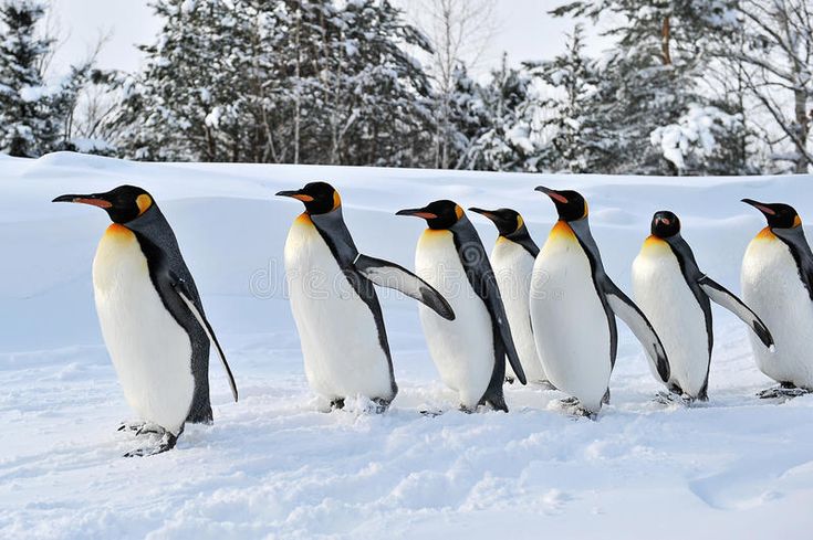 8 Hari Jepang Musim Dingin Hokkaido & Ski Resort - 1