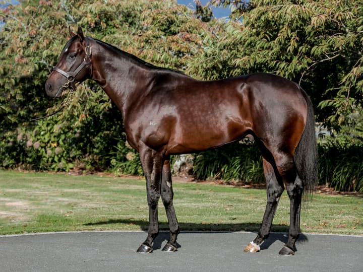 Ardrossan | Standing at Waikato Stud

