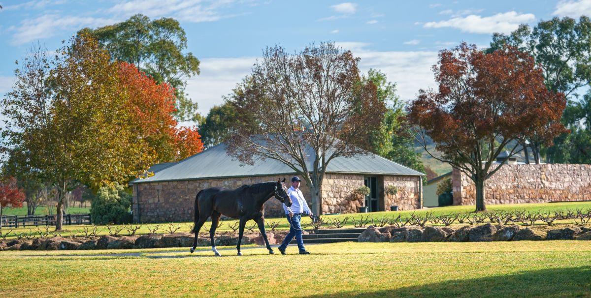 2024 Stallion Parades