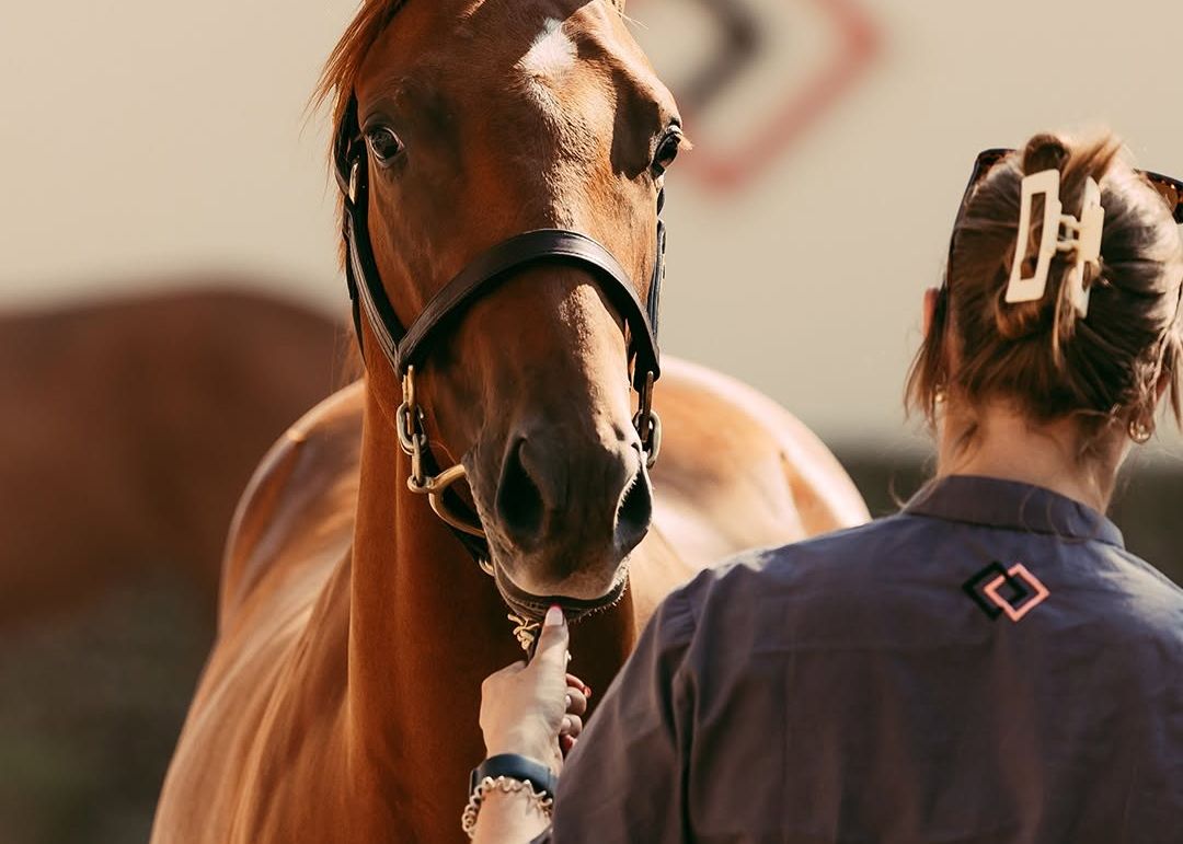 Godolphin outmuscles Coolmore on €1.25m Justify colt at Arqana's opening session