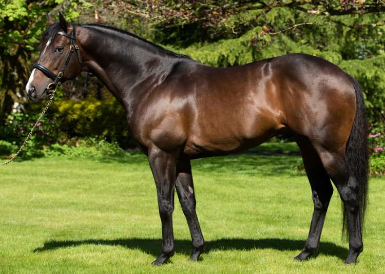 The late O'Reilly (NZ) Image courtesy of Waikato Stud
