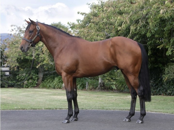 Super Seth | Standing at Waikato Stud

