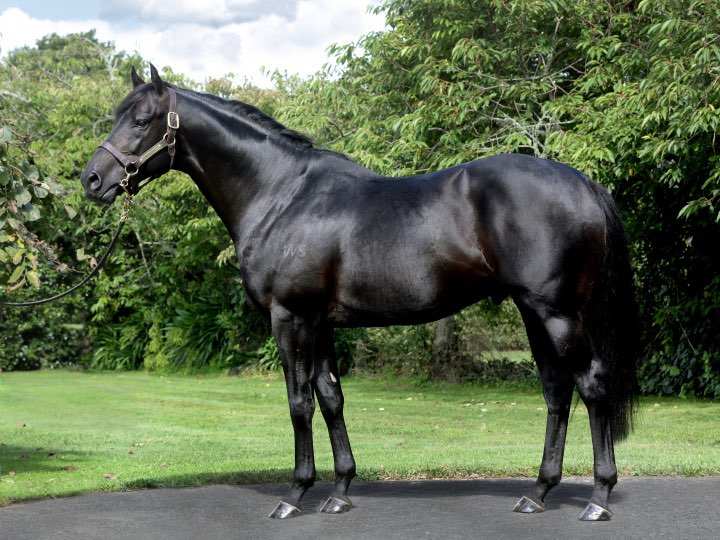 Noverre | Standing at Waikato Stud

