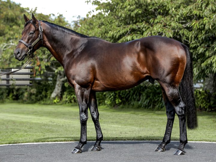 Ocean Park (NZ) | Standing at Waikato Stud

