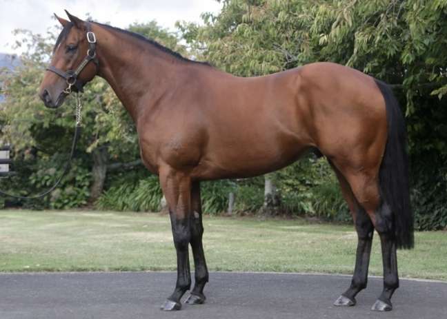 Super Seth | Standing at Waikato Stud, NZ

