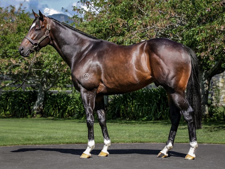 Tivaci | Standing at Waikato Stud

