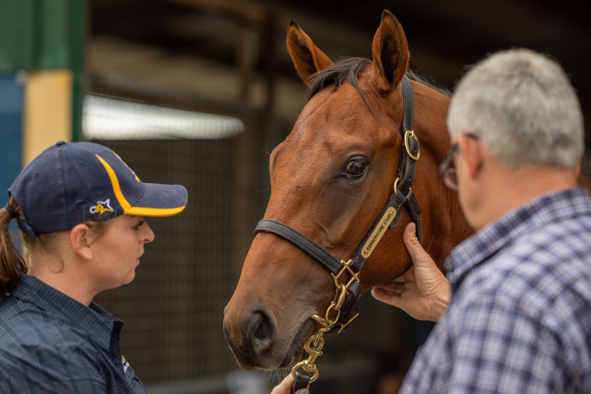 Cornerstone Stud head to Magic Millions Adelaide with a batch of ready ...