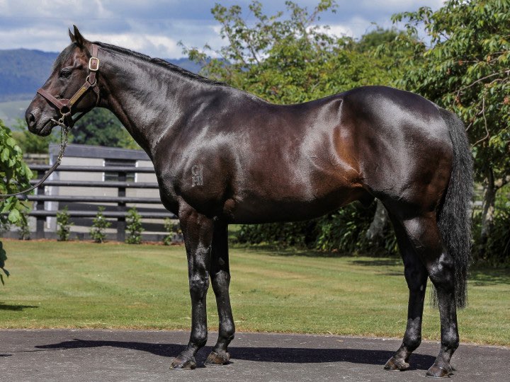 Savabeel | Standing at Waikato Stud

