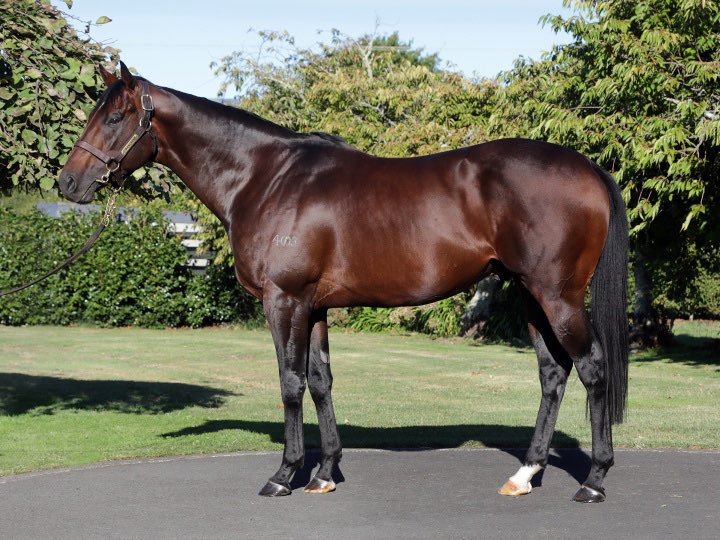 Banquo | Standing at Waikato Stud

