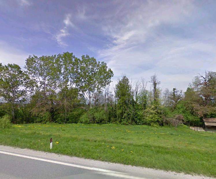 Immagine di Regalo alberi in piedi da abbattere per legna da ardere – Cuneo