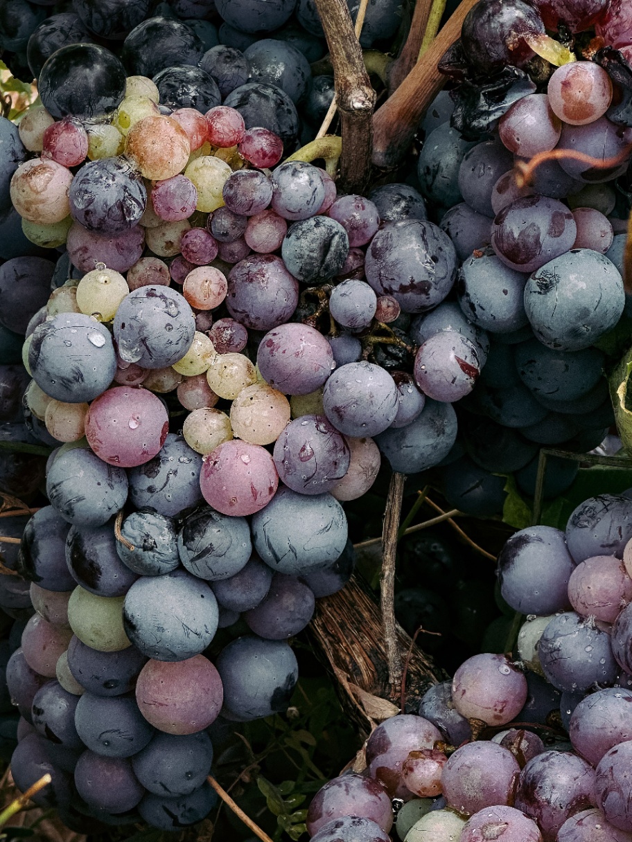 Regalo uva da vino — immagine 1