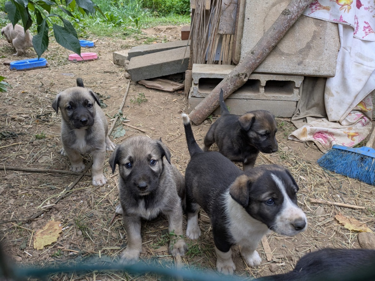 Cuccioli pastore belga — immagine 1