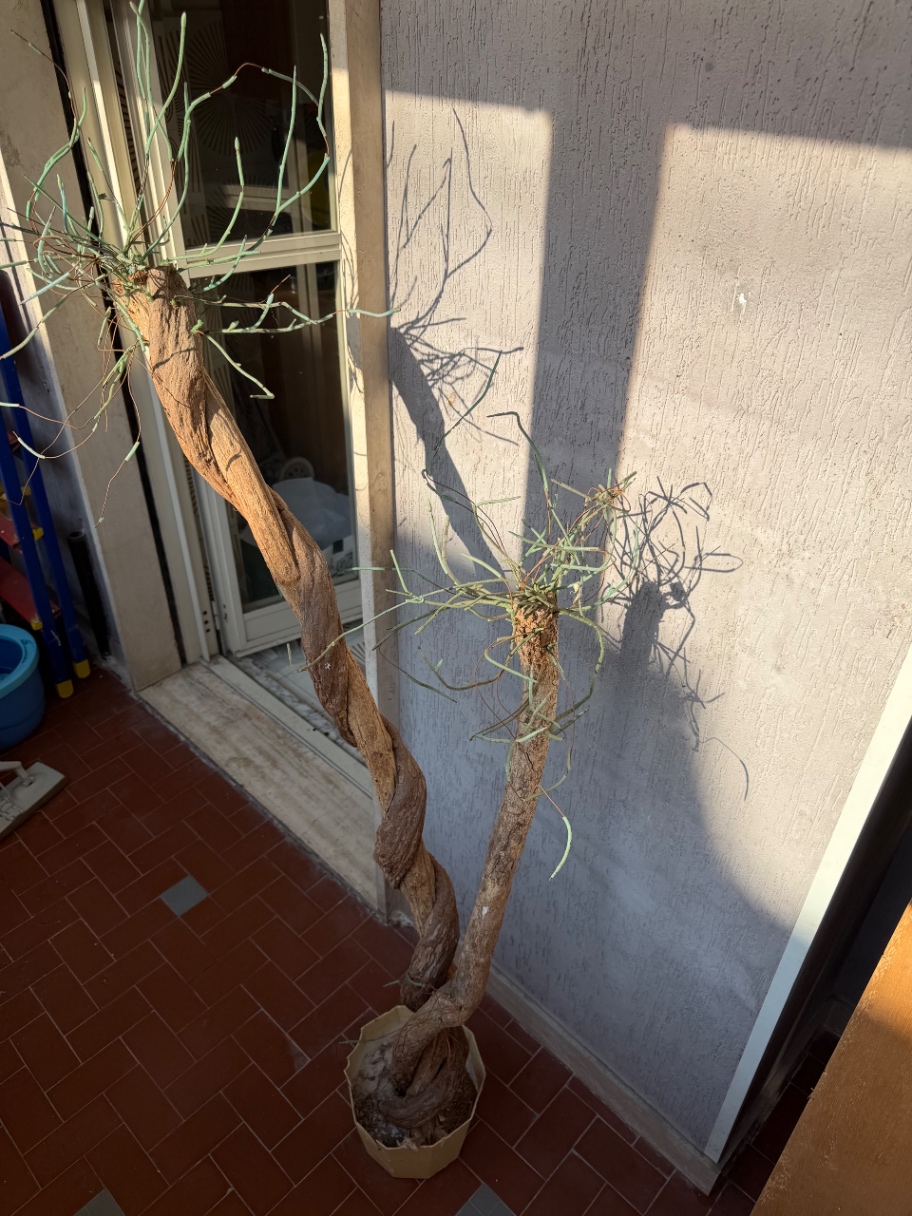 Immagine di Pianta finta