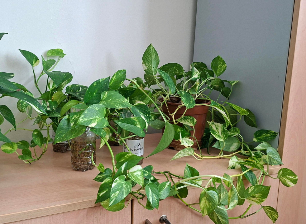 Regalo 5 pothos a Padova centro 🌱 — immagine 1