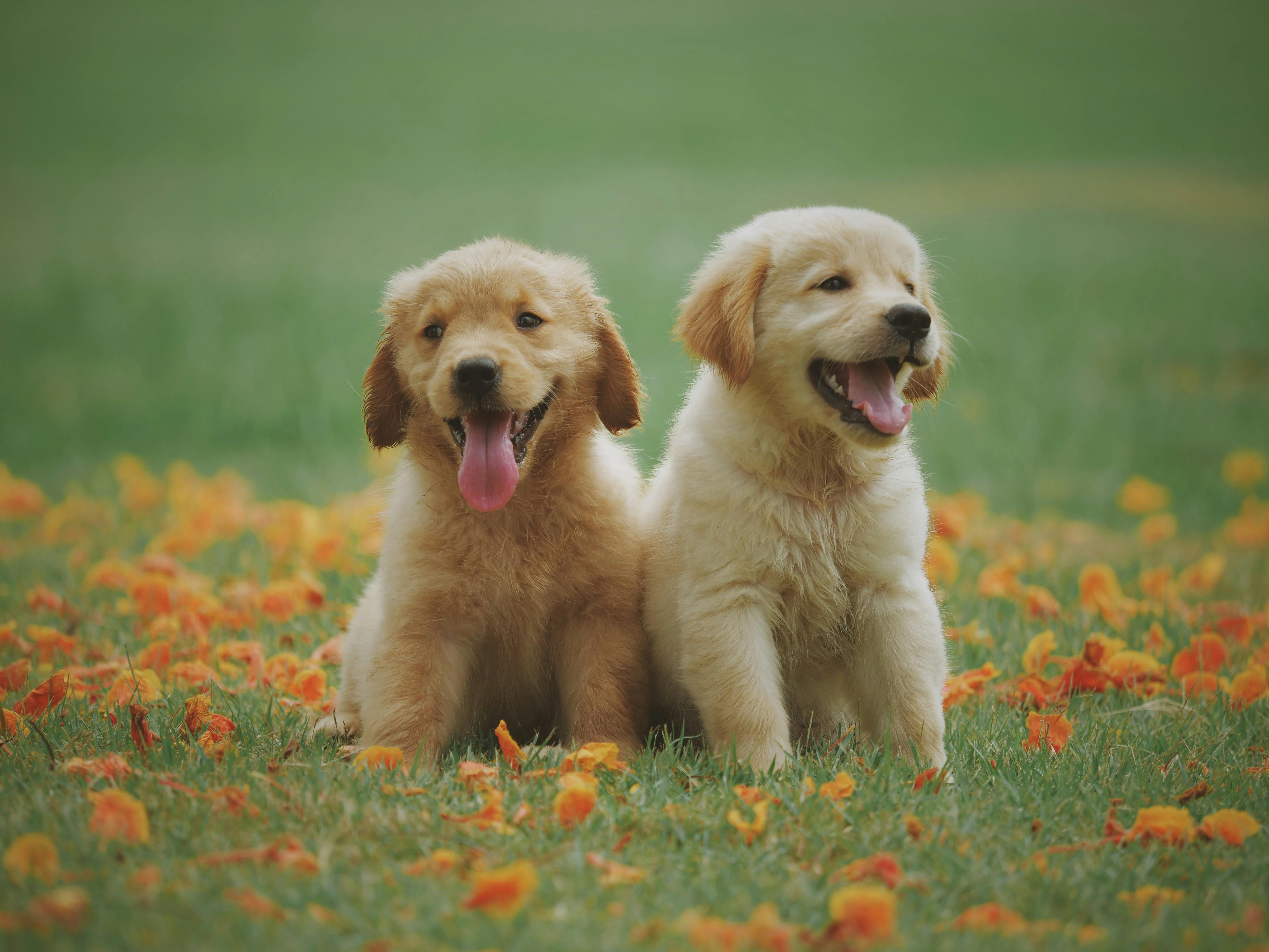 Dog Test
